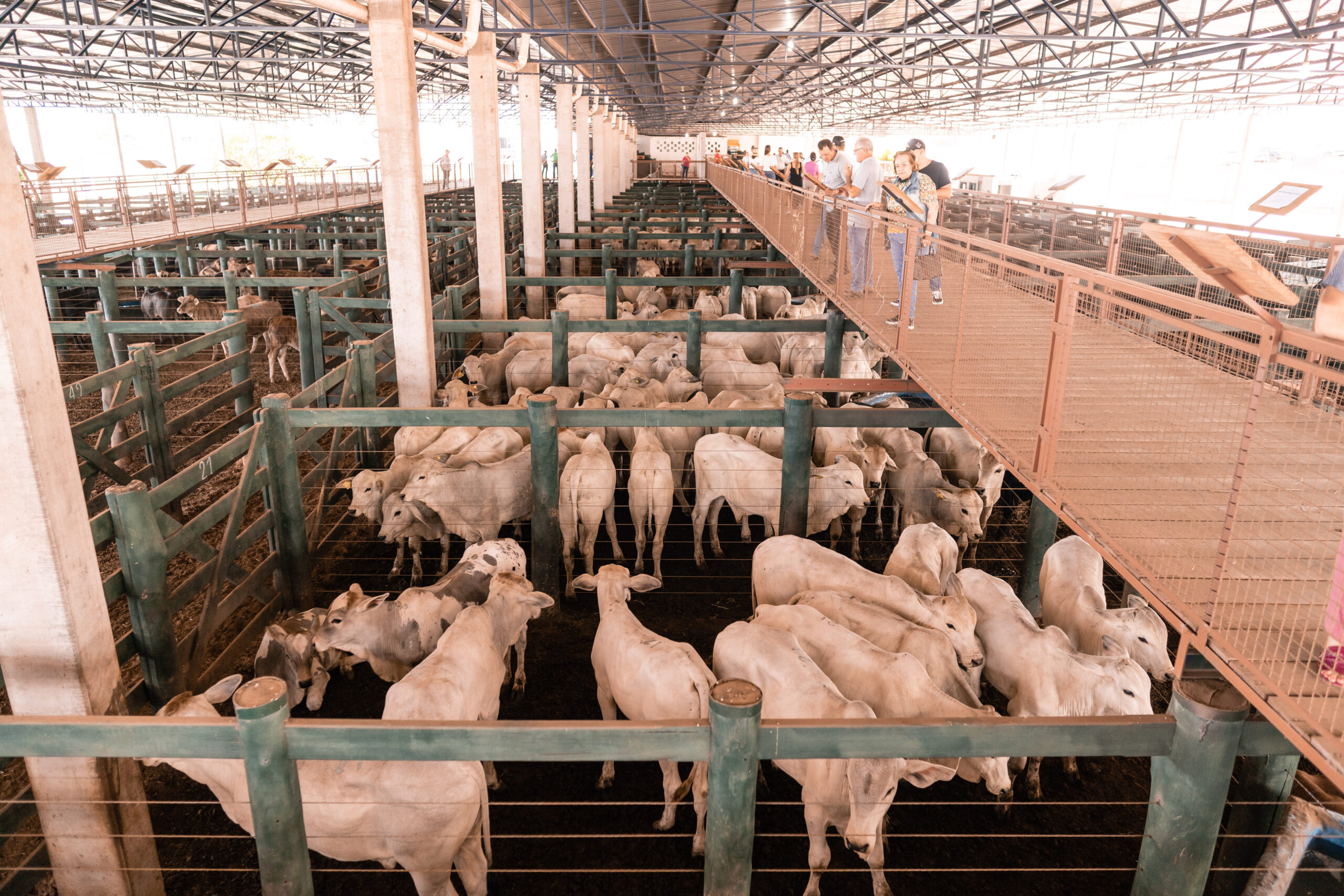 Expobel-2024-dia-10-0121